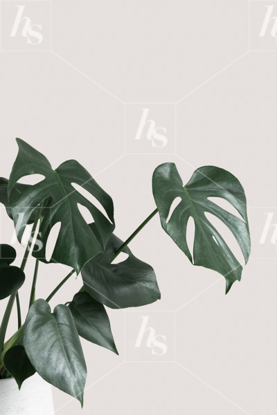 Minimal Stock photo featuring green tropical plant