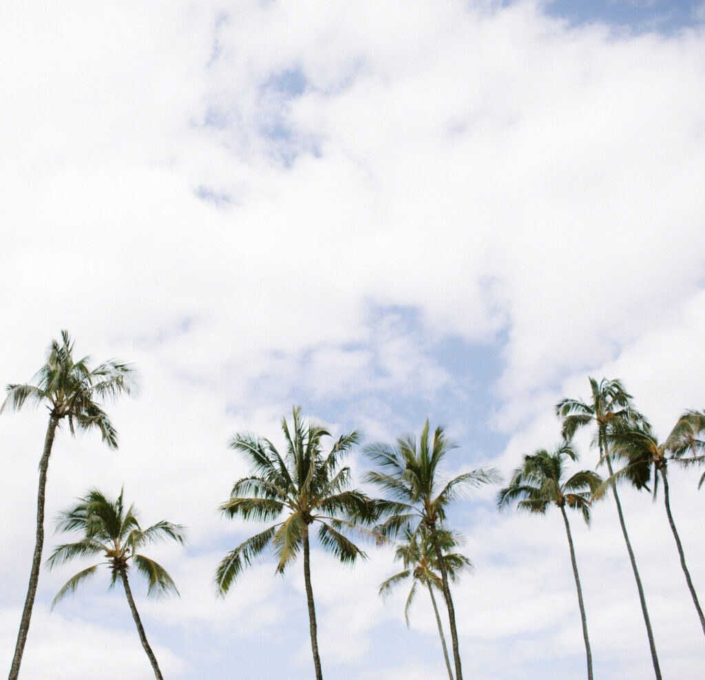 Landscape styled image of palm trees and cloudy sky, perfect for travel bloggers.