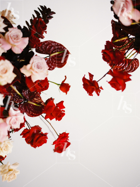 Close-up image of red and pink roses, perfect stock image for celebration promos