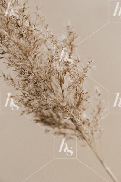 Editorial images of delicate foliage on neutral background for seasonal graphics.