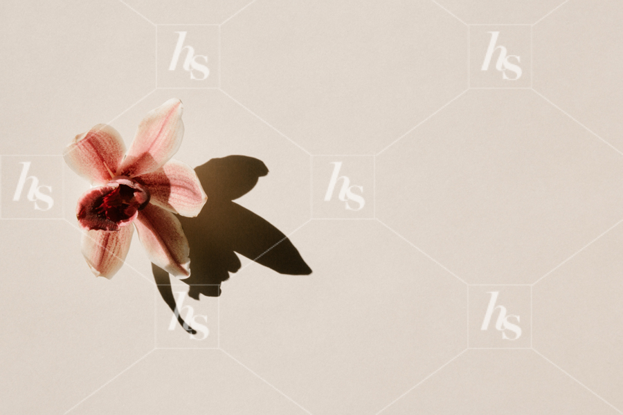 Simple and minimal horizontal image with neutral background perfect to display your designs.