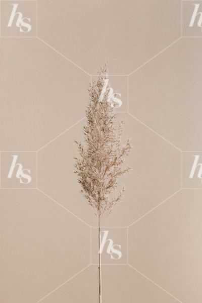 Editorial images of delicate foliage on neutral background for seasonal graphics.