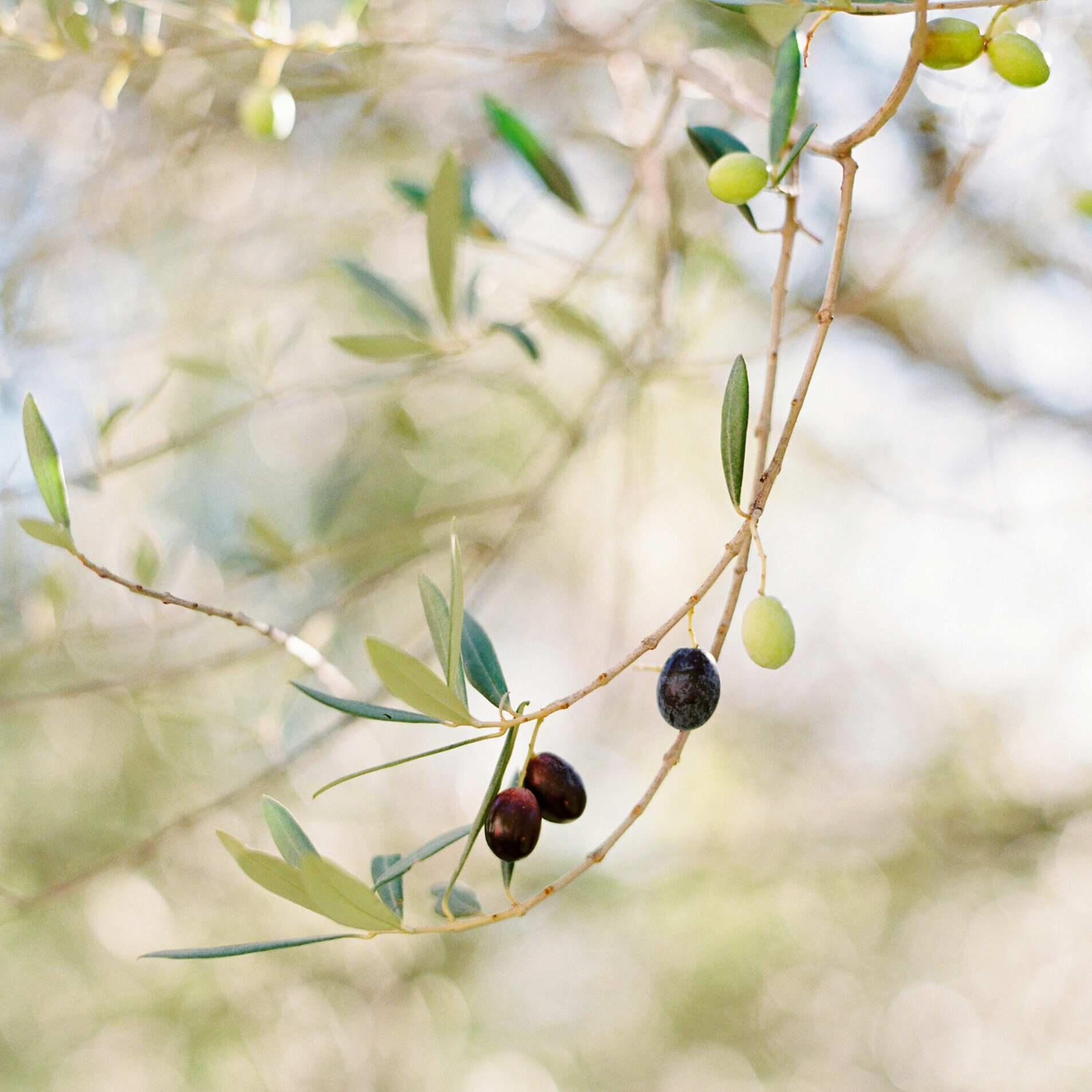 Simple stock photo of olives dangling from olive tree branch. Perfect image image for Mediterranean tourism and travel agents.