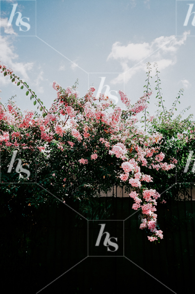Stunning bloom in this elevated Travel Stock Photo collection