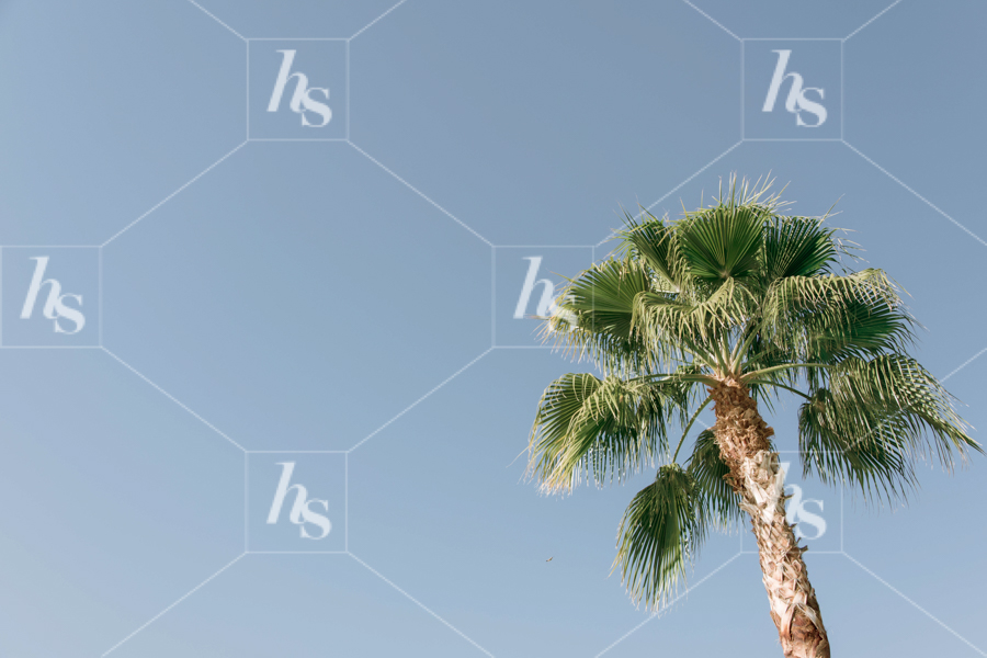 Stock photo of single palm tree with blue sky in the background.