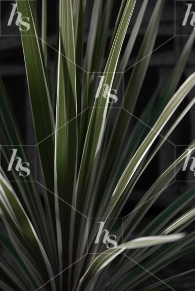 Close-up shot of palm leaves. Simple textured background image.