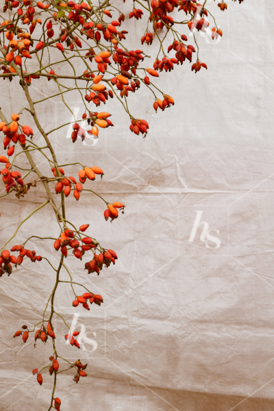 Captivating red foliage in front of linen fabric, part of fall travel stock photos. Captivating visuals for your brand!