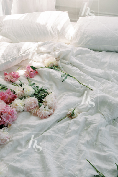 Fresh peonies strewn across the bed, part of Haute Stock's Bed of Peonies, floral stock photos & videos collection.