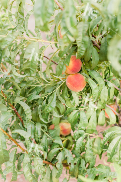 Peaches growing in garden, a rustic spring stock images collection