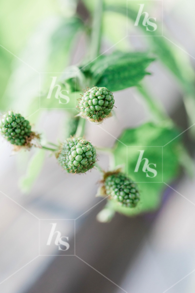 Green, unripe blackberries growing, part of on the farm, a rustic spring stock images collection