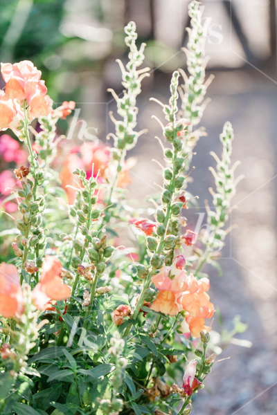 Stock image Beautiful, bright peach florals, part of rustic spring stock images collection