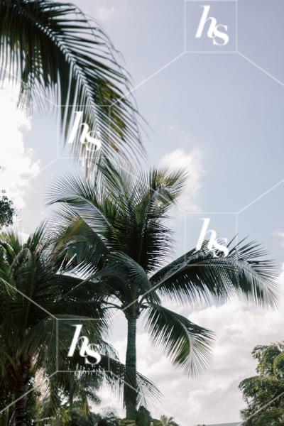 An image of palm trees with a blue sky in the background, part of Digital Nomad seasonal travel & lifestyle stock photos and videos collection by Haute stock