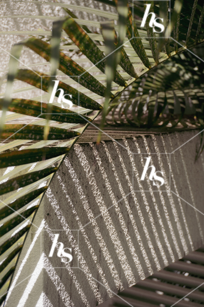 A minimal image of a tropical branch, part of Mist collection: Self-love & travel aesthetic imagery